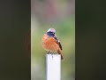 奄美のジョウビタキ daurian redstart ジョウビタキ daurianredstart 奄美大島 野鳥 birds birder