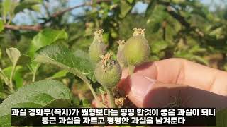 5월 사과원 관리(적과)