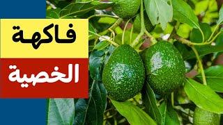 الافوكادو - فاكهة الخصية - هل الافوكادو من الاغذية الخارقة 🥑🥑🥑