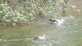 Nilgänse - Revierkämpfe zwischen zweier Nilgans Familien am Herrngarten in Darmstadt