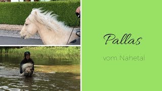 Pallas vom Nahetal - zu jedem Späßchen bereit