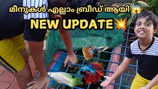 NEW UPDATE💥|guys നമ്മുടെ മീനുകൾ എല്ലാം ബ്രീഡ് ആയി.. 😱❤️‍🔥|#fish #guppie #trending #aquarium #vlog