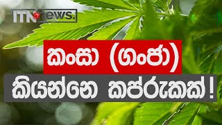 කංසා (ගංජා) කියන්නෙ කප්රුකක් !