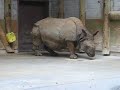 rhino at the toronto zoo