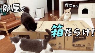 便利な猫グッズ爆買いしちゃいました！　673話