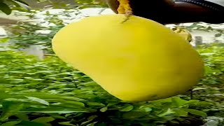 কিউজাই আম গাছ সবুজ বাংলা নার্সারিতে | Kiojay Mango | Gardening Bangladesh #shorts