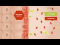 precision vaginal therapy for bacterial infection animation for phagomed