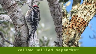 Yellow Bellied Sapsucker