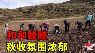 藏区高原土豆大丰收，一块地上20多人挖，这样的秋收氛围你想来吗？【藏区生活】