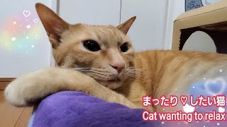 むぎっちゅ☆まったり♡したい猫☆猫は撮影を拒否しました☆