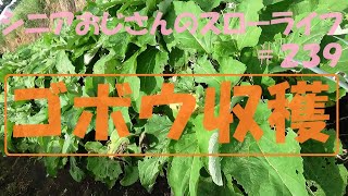 シニアおじさんのスローライフ#239（滝野川ゴボウの収穫を開始する）