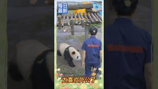 🤗太喜欢外公了！🐼渝可渝爱 #大熊猫 #cute funny panda