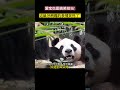 爱宝家族都是搞笑熊，看爱宝这龇牙咧嘴的样子太好笑啦！ panda 大熊貓