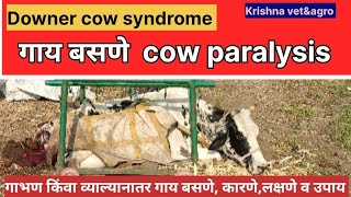 गाभण किंवा व्याल्यानंतर गाय/म्हैस बसणे|Downer cow syndrome कारणे लक्षणे व उपाय