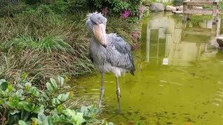 shoebill、ハシビロコウの捕食　カメラマンは要忍耐力