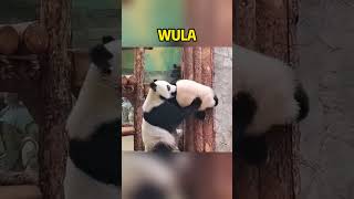 小乌拉和妈妈躲猫猫，一秒钟就被找到 #搞笑 #panda #animals #搞笑 #funny #fubao #cute #cutepanda #zoo #memes #pets