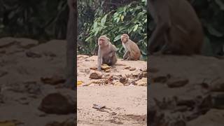 చాలా అందమైన అడవి#village#tribals#adavi#koyal