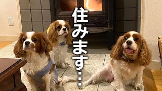 一日があっという間！キャバ嬢初めてのコテージ宿泊【キャバリア犬】