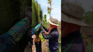 យកដើមប្រង់ទៅដាំ Remove Brong tree from forest