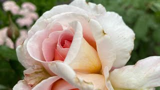 10 Kordes Parfuma roses | Summer Romance| Earth Angel| Glorious Parfuma