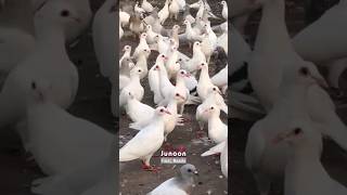 Mohabbat Se ❤️❤️ #kabootarbazi #pigeon #kabootarbazi #racinghomer #kabutarkivideo #bird #hadiqakiani