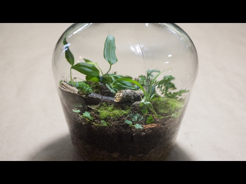 Making a Bottle Terrarium + Closed Terrarium Basics Making a Bottle Terrarium + Closed Terrarium Basics