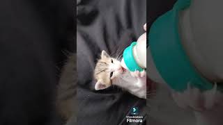 அடுத்த வீடு பிள்ளை... #shortsvideo #petslover #cute #cats#petslove#catsvideo