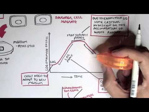 What causes bacterial multiplication?