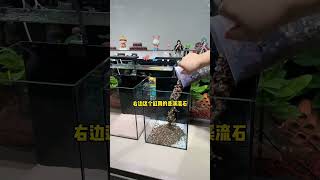 孔雀鱼缸开缸教程，所用器材都有详细介绍，一起来玩繁殖吧！#开缸 #孔雀鱼 #养鱼日记