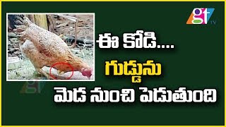 ఈ కోడి.... గుడ్డును మెడ నుంచి పెడుతుంది | Hen Lays Egg From Neck | Karnataka State | GT TV