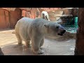 バク宙をする白くま【日本平動物園】