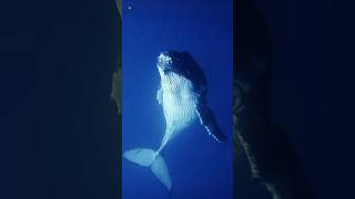Whale Sounds 🐳 (Humpback whale)
