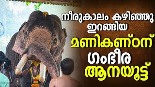 നീരുകാലം കഴിഞ്ഞു ഇറങ്ങിയ മണികണ്ഠന് ആനയൂട്ട് | Velinaloor Manikandan Aanayoottu