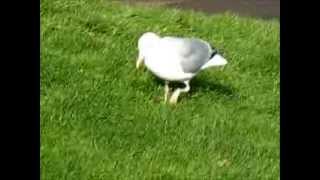 Irish Dancing Seagull, Riverdance style