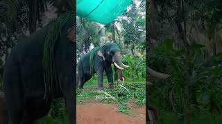 Mullath Vijayakrishnan #travel #aana #love #aanaperuma #elephant #aanapappan #elephantlove #pooram