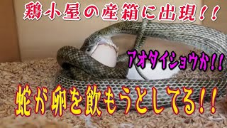 蛇が産箱に出現！！ビビった！！卵を飲もうとしてる瞬間　鶏小屋にヘビが　烏骨鶏の仇