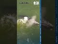 Rare sighting of endangered North Atlantic right whale caught on drone video