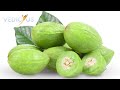 harad benefits uses dosage formulations and precautions terminalia chebula precautions