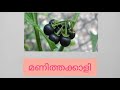 medicinal plants ayurvedic plants