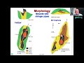 bruce gemmell vhms deposits geology genesis and exploration potential