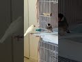 文鳥よ、それじゃモテぬぞ。