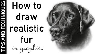How to draw realistic fur in graphite | Drawing black fur | Tips, tools & materials