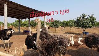 សត្វអូទ្រីសសំរាប់លក់ Tel 015941155.012941155