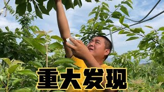 甘肃农村果园最后采摘樱桃，生态环境发现了啥东西？这情况不多见