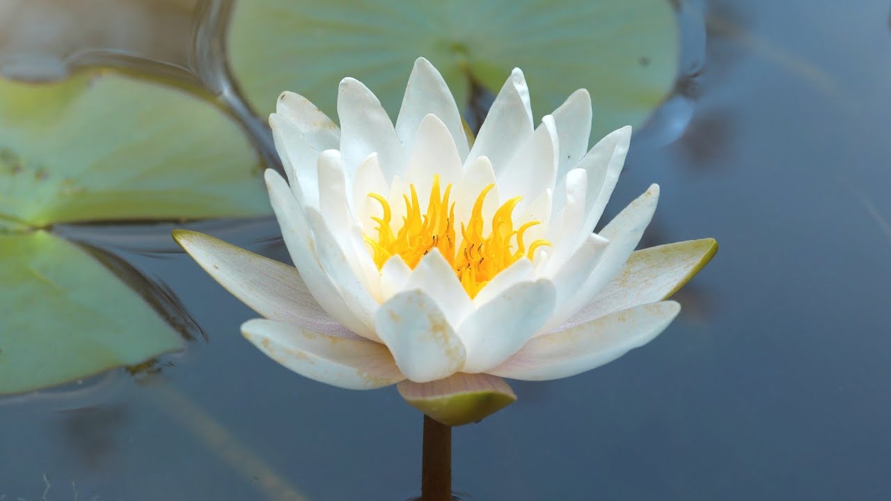 рџњј Inspiring Landscapes 4k Scenic Video With Serene Music Relax Now