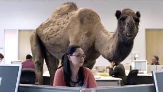 GEICO Hump Day Camel Commercial   Happier than a Camel on Wednesday