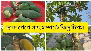 ছাদের বড়ো পেঁপে গাছ টা কেটে ফেললাম কেনো।।ছাদে পেঁপে গাছ চাষ করার কিছু উপকারী টিপস।।