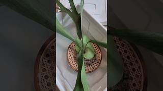 라탄부작 박쥐란 알시콘 액비주기 Liquid fertilizing rattan-tied Staghorn Fern