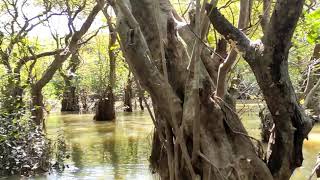 Ratarghul swamp forest sylhet Bangladesh 🇧🇩