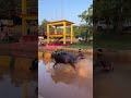 kambala 😍 kambala_fan kambala kambalalive moodbidri kudla karkala mangalore kantara daiva